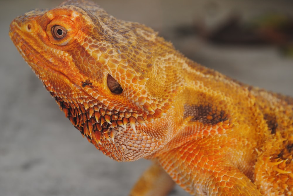 brown and white bearded dragon