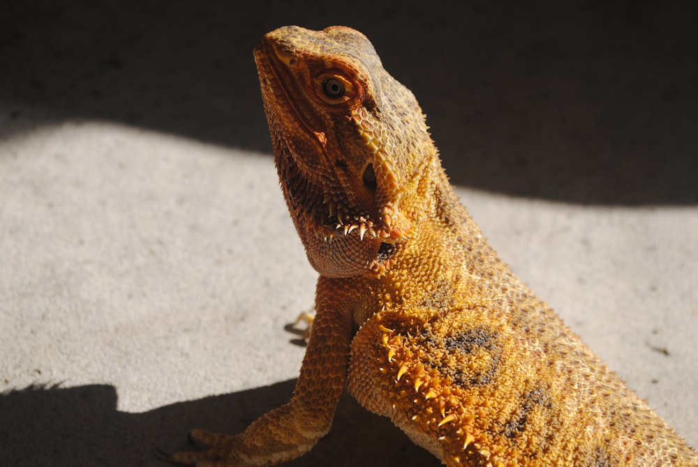 a close up of a lizard on the ground