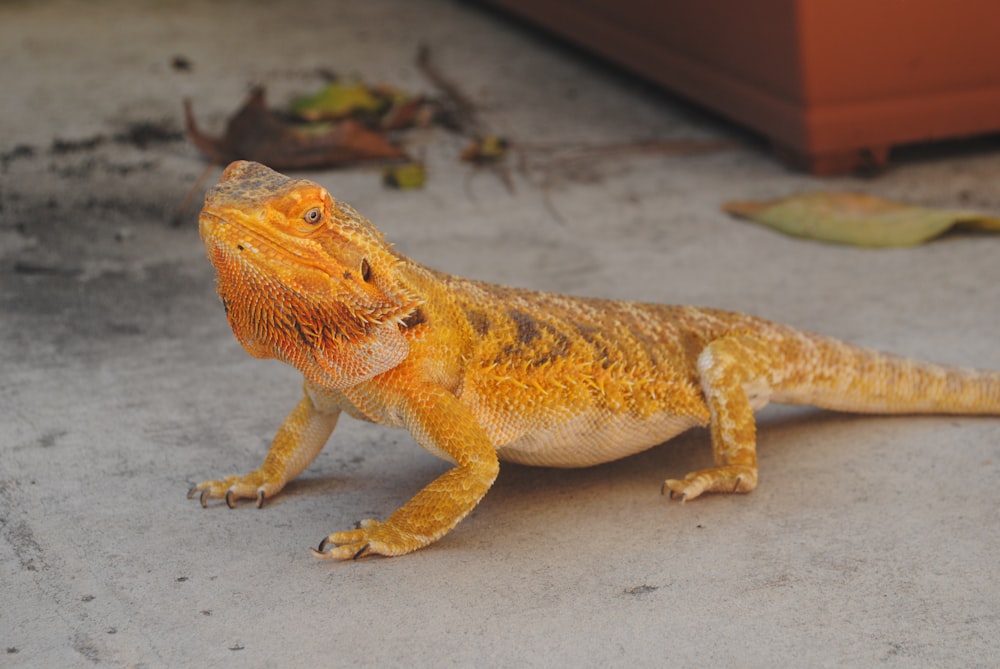 brown and white bearded dragon on white concrete floor