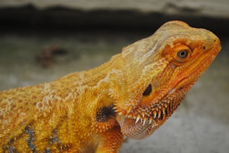 A close-up of a reptile with rough, scaly skin featuring shades of yellow, orange, and brown. The reptile has a textured, spiky appearance, particularly around the head and neck area. Its eye is prominently visible, displaying an intense gaze.