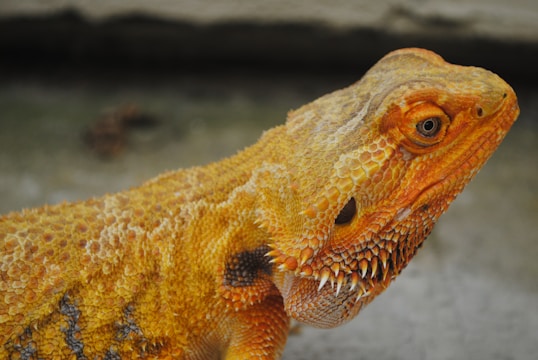 A close-up of a reptile with rough, scaly skin featuring shades of yellow, orange, and brown. The reptile has a textured, spiky appearance, particularly around the head and neck area. Its eye is prominently visible, displaying an intense gaze.