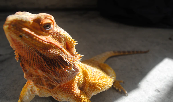 A sunlit bearded dragon basking on a rugged rock under a clear blue sky.