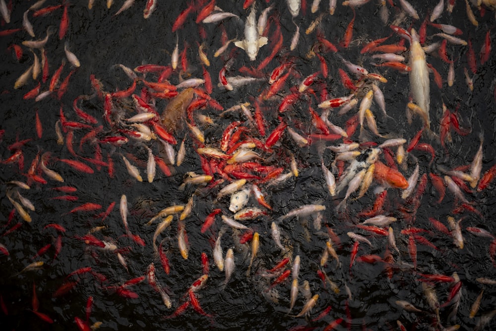 roter und gelber Fisch auf schwarzem Textil