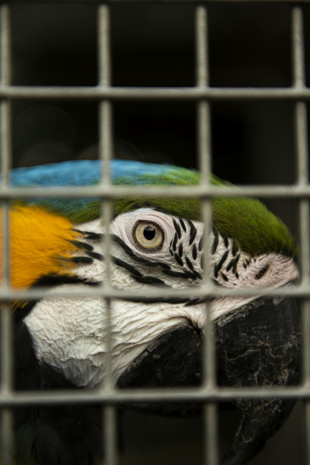green white and yellow parrot in cage