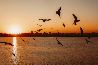 Monarch butterflies flying gracefully over an urban skyline at sunset.