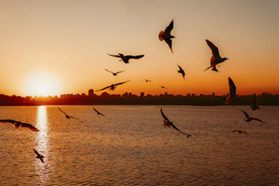 Monarch butterflies flying gracefully over an urban skyline at sunset.