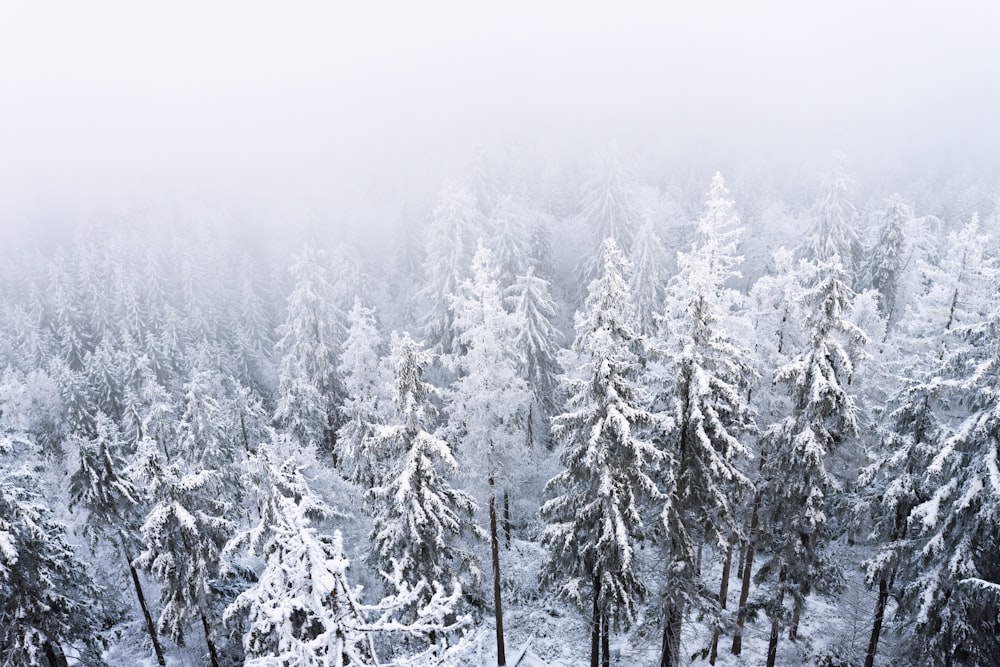 snow covered trees during daytime