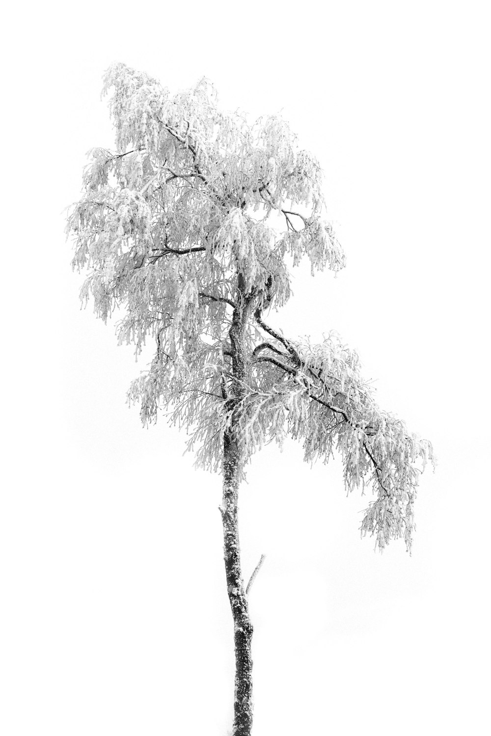 grayscale photo of tree with snow