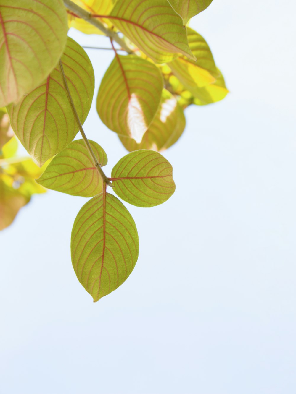 green leaves on white background