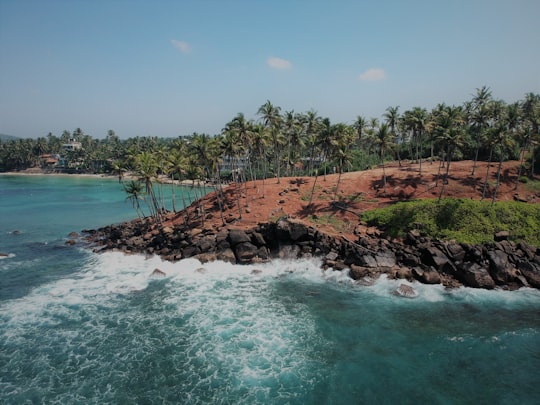 green trees on brown rocky shore during daytime in Mirissa Sri Lanka