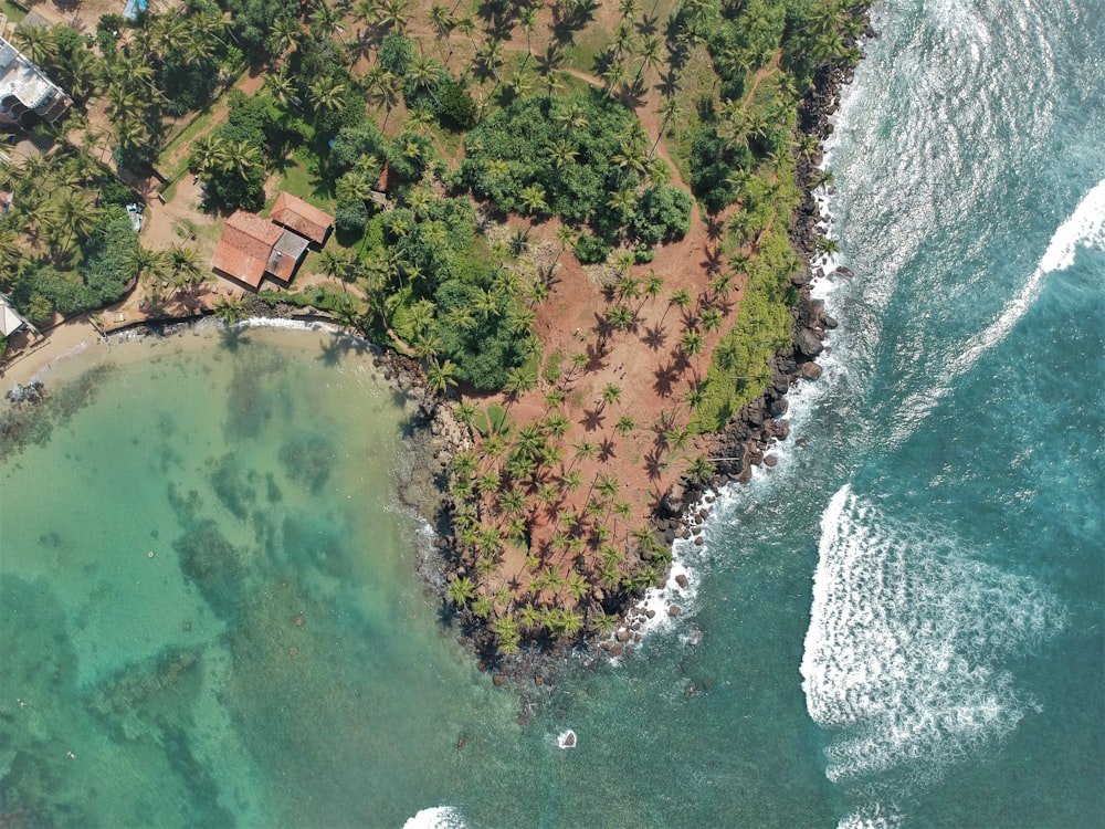 aerial view of green and brown trees beside body of water during daytime