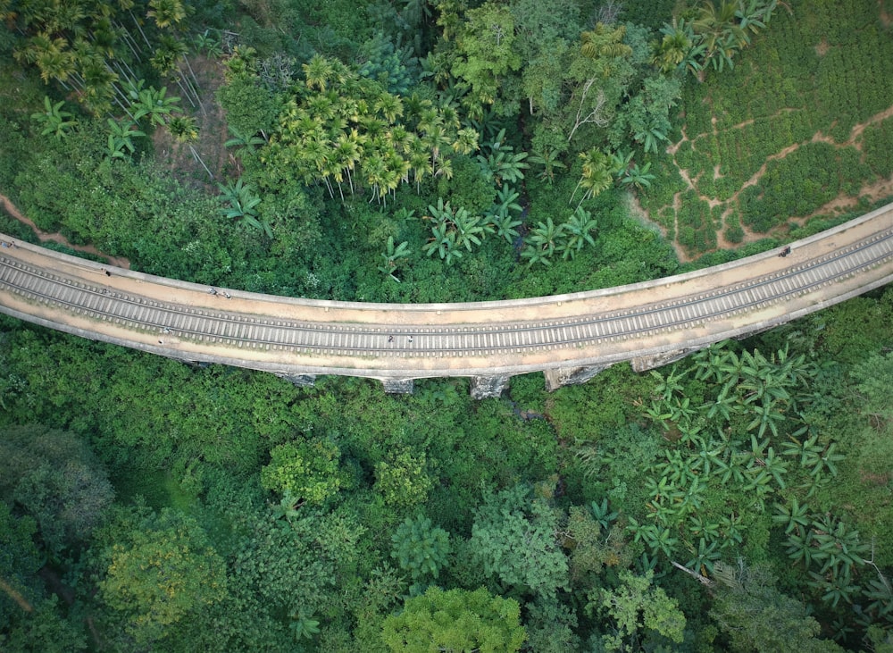 aerial view of green trees and road