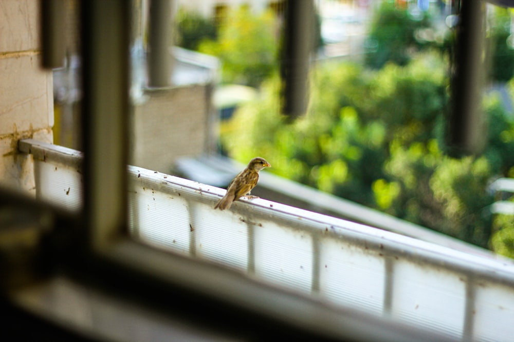 brown bird on white window
