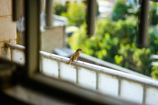 brown bird on white window in Karaj Iran