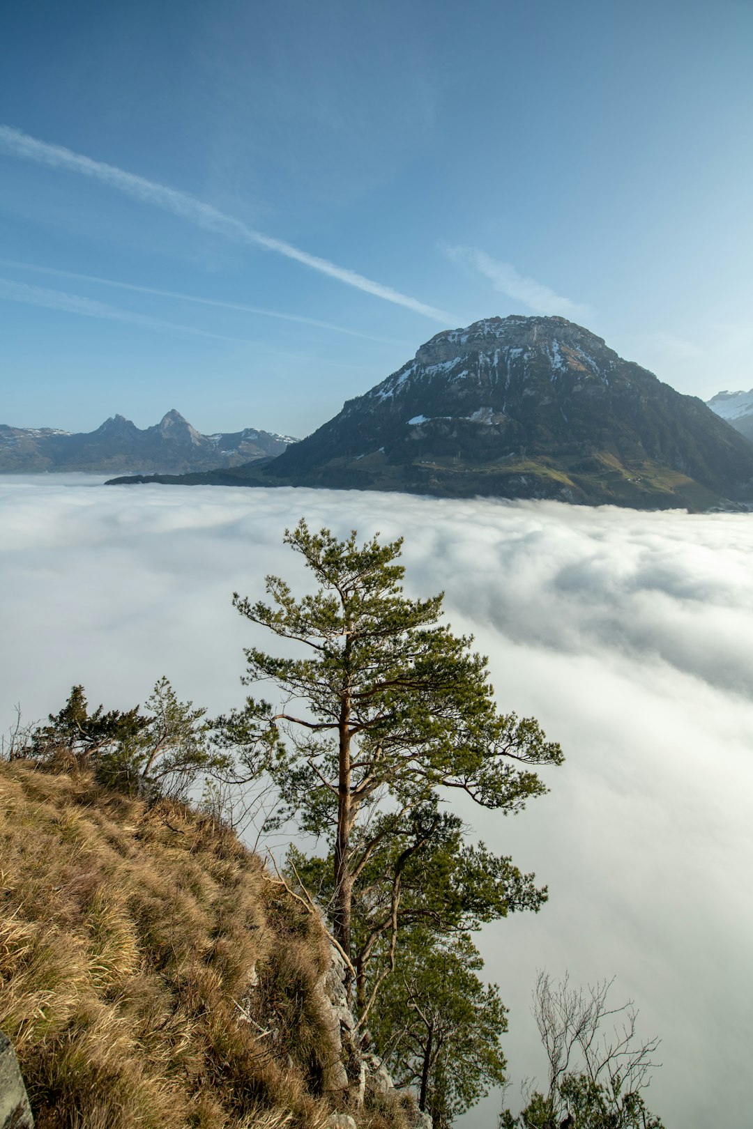 green pine tree on mountain