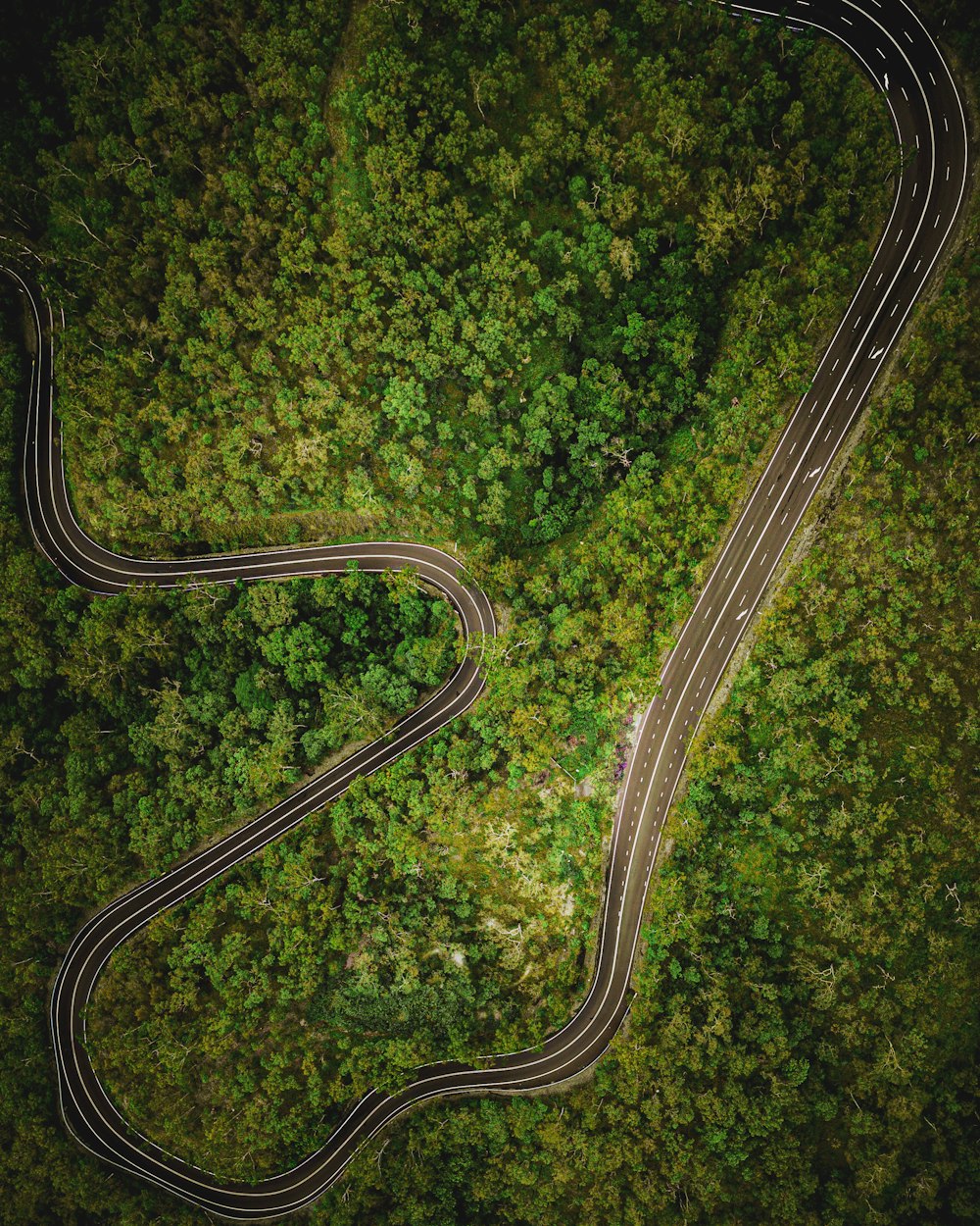 aerial view of green trees