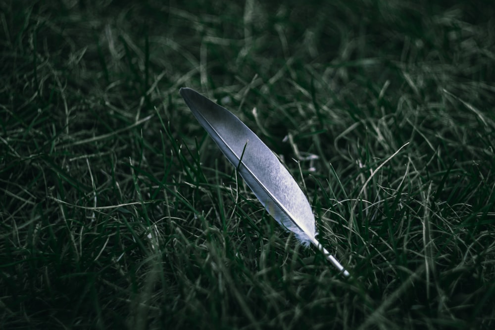 silver and black feather on green grass