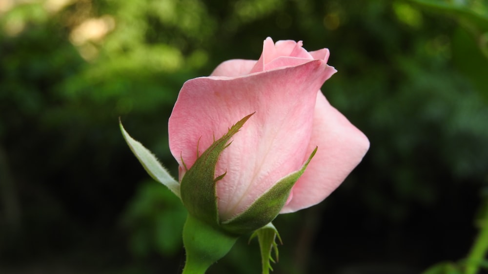 pink rose in bloom during daytime