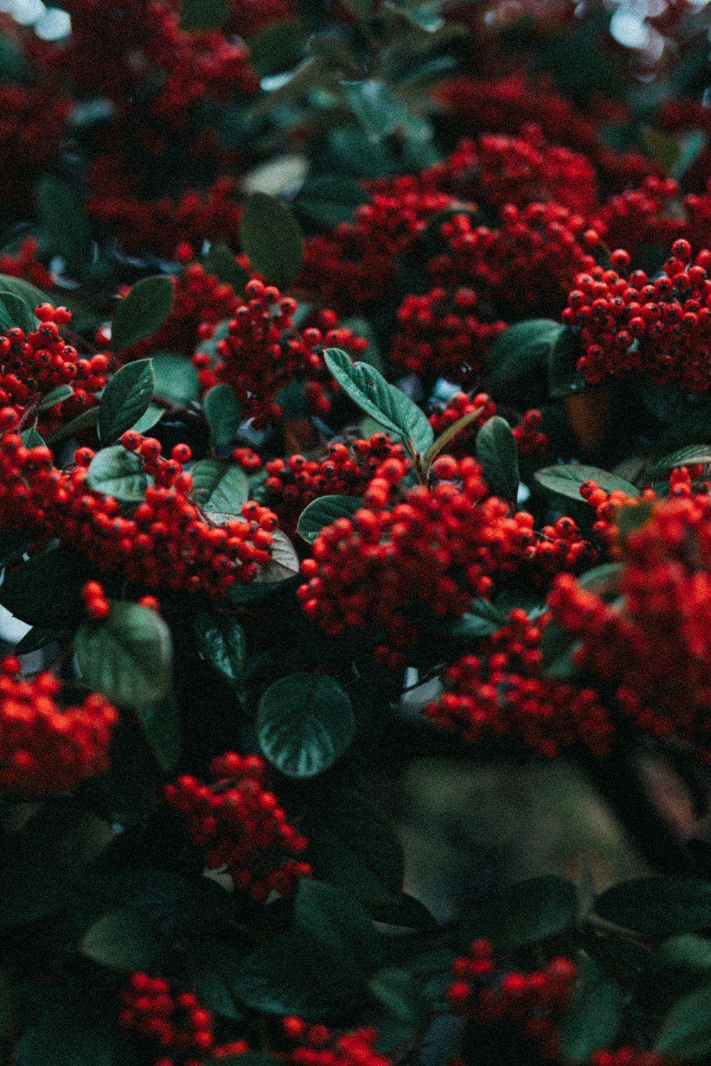 red flowers with green leaves