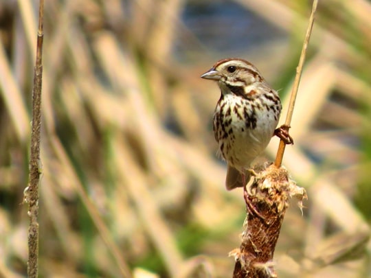 white and brown bird on brown tree branch during daytime in Manitoba Canada