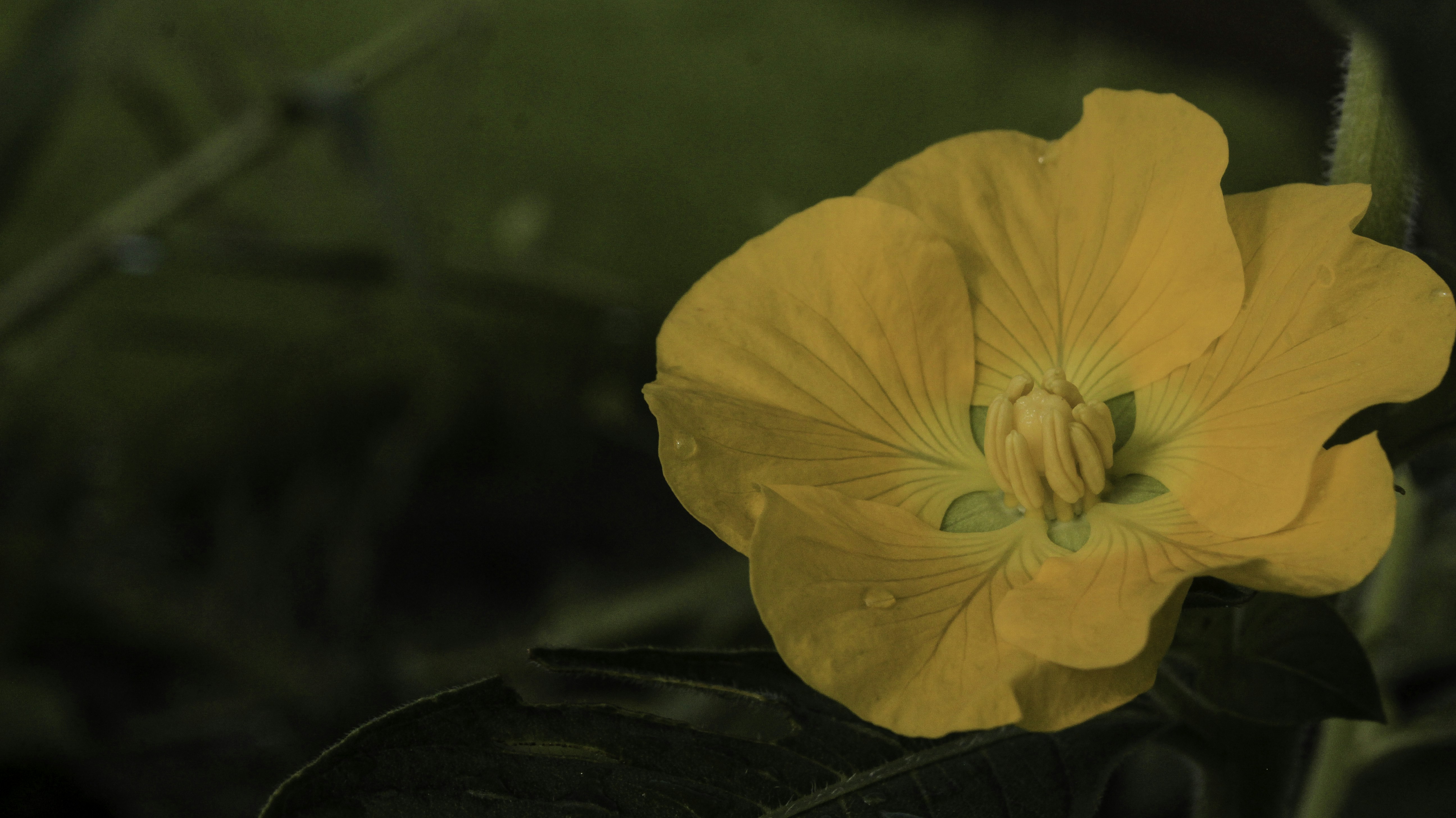 Photo by lutfifatqhul