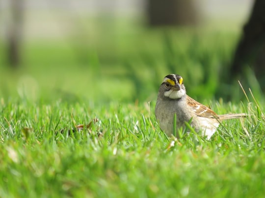 white and brown bird on green grass during daytime in Manitoba Canada