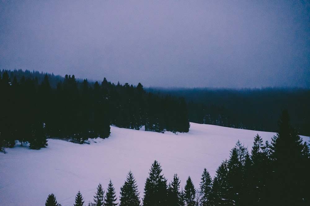 green pine trees covered with snow