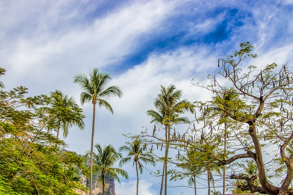 green palm trees under blue sky and white clouds during daytime