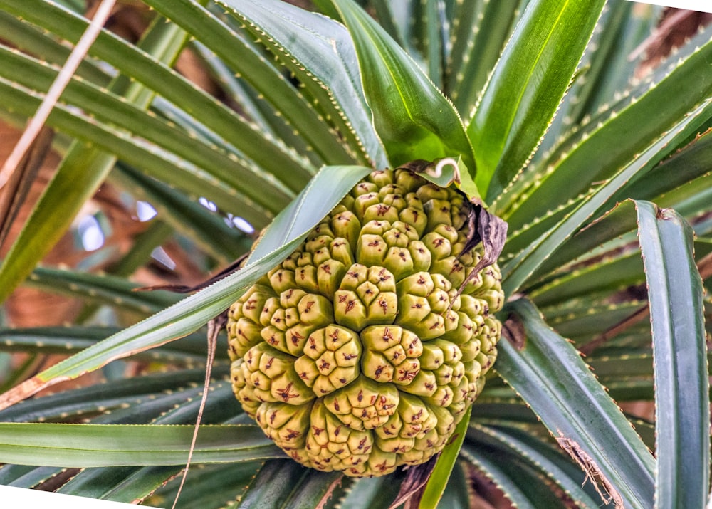 green plant in close up photography