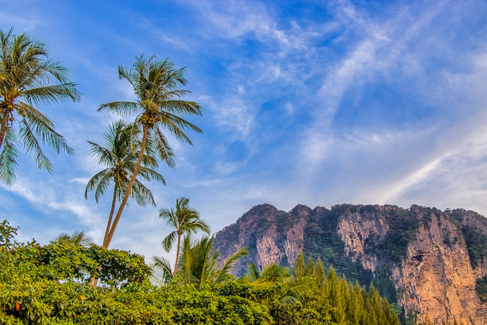 green palm tree near brown mountain under blue sky during daytime