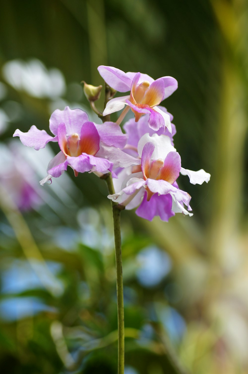 pink and white flower in tilt shift lens