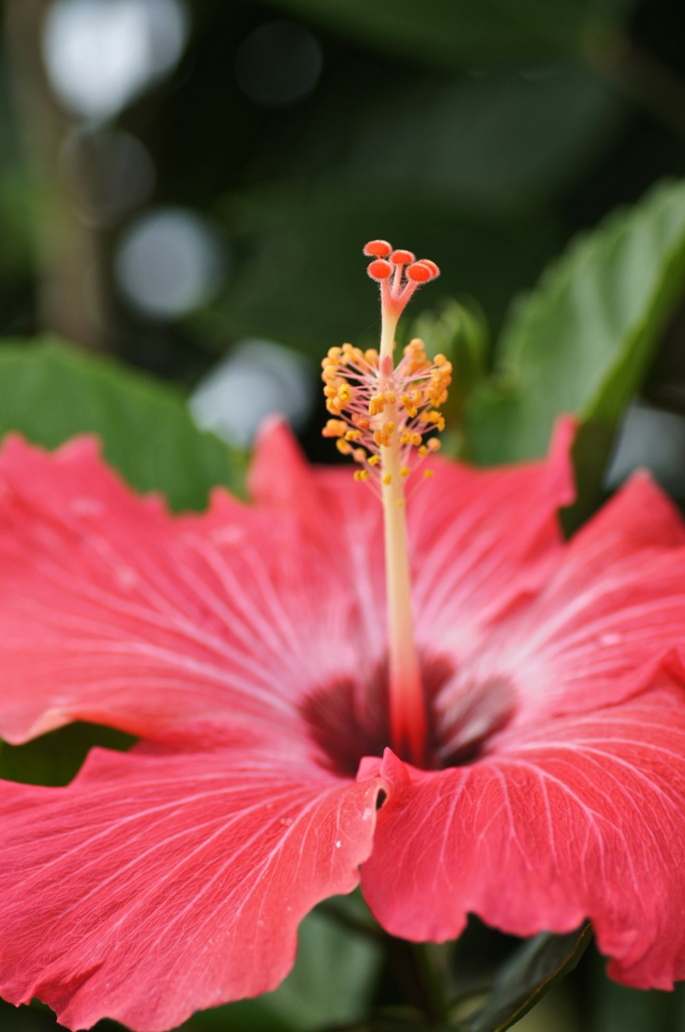 pink hibiscus in bloom during daytime