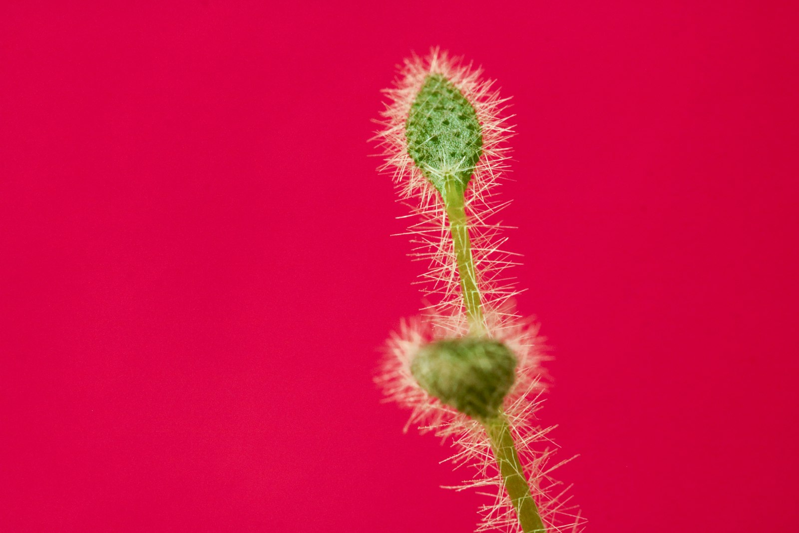 Canon EOS 760D (EOS Rebel T6s / EOS 8000D) + Canon EF 100mm F2.8L Macro IS USM sample photo. Pink flower in macro photography