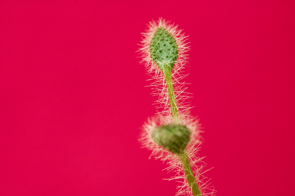 pink flower in macro lens