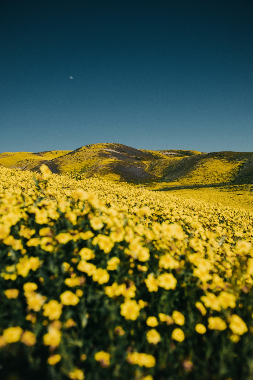 yellow flower field under blue sky during daytime