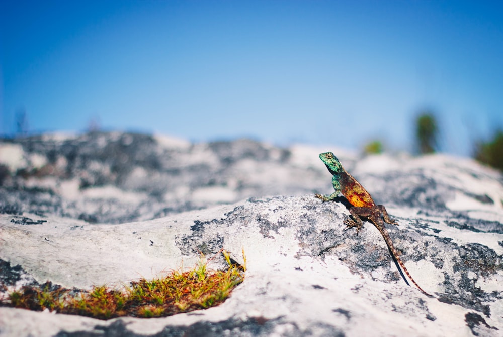 green and blue lizard on white rock during daytime