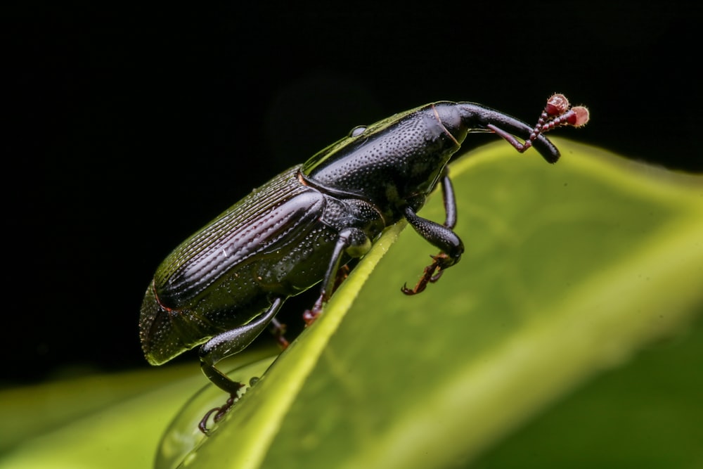 green and black beetle on green leaf in close up photography during daytime