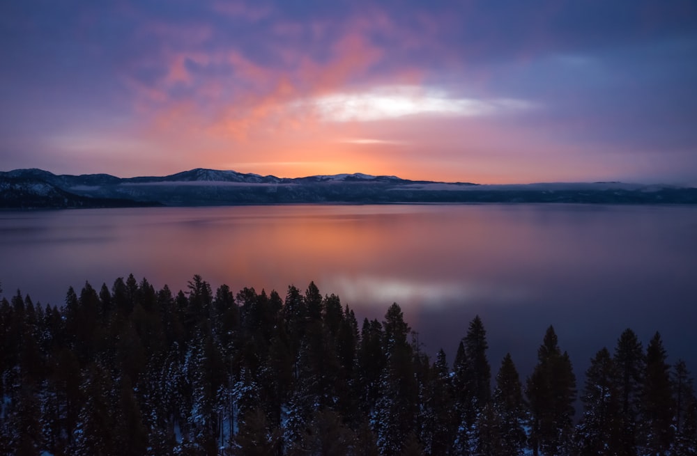 green pine trees near body of water during sunset