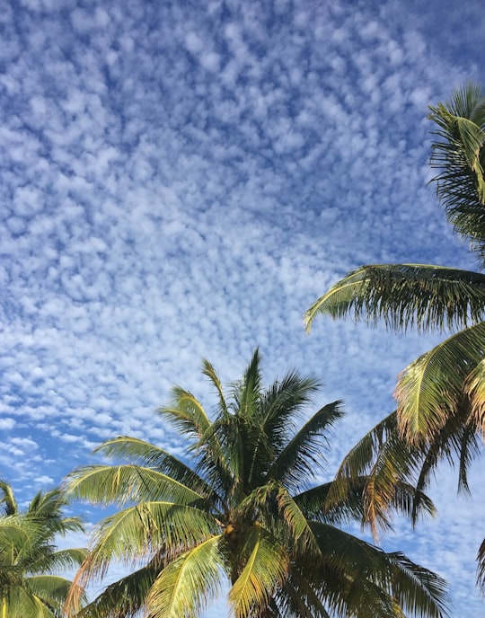 green palm tree under blue sky and white clouds during daytime in Cozumel Mexico