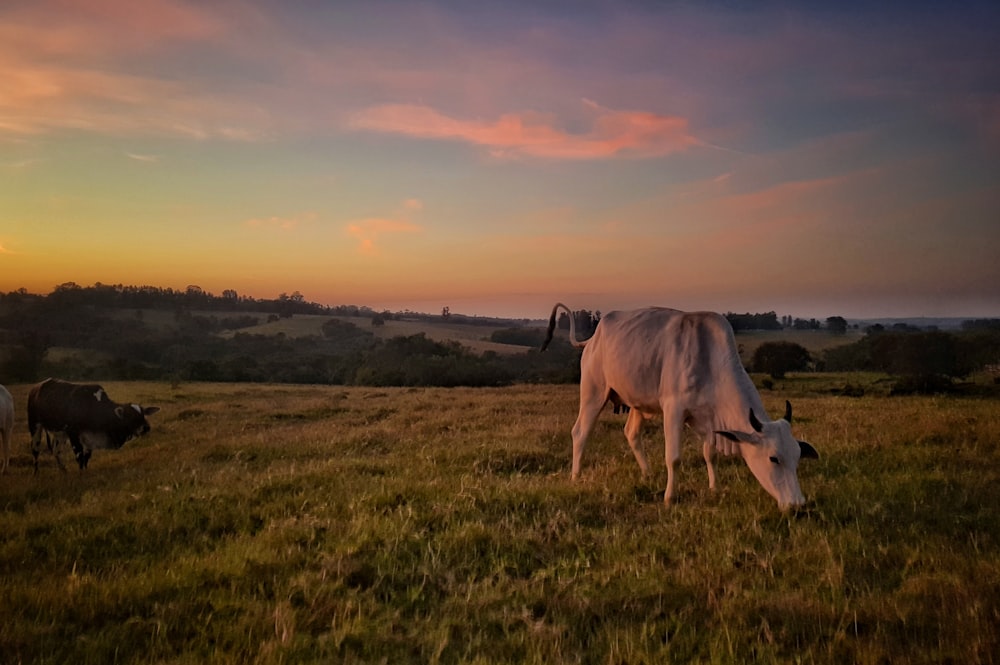 white horse on green grass field during daytime