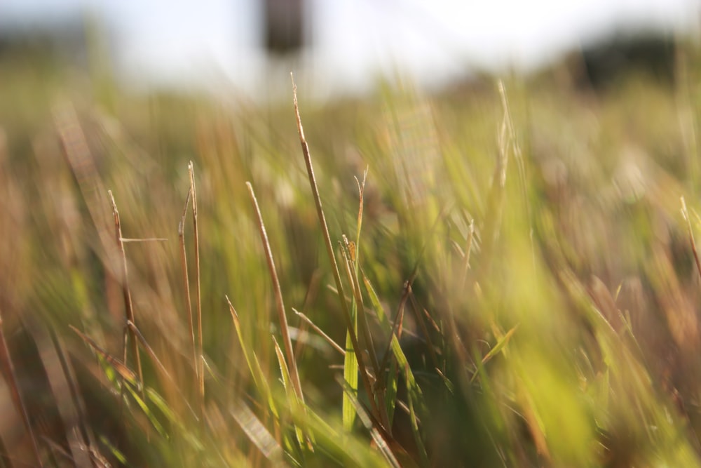 green grass field during daytime