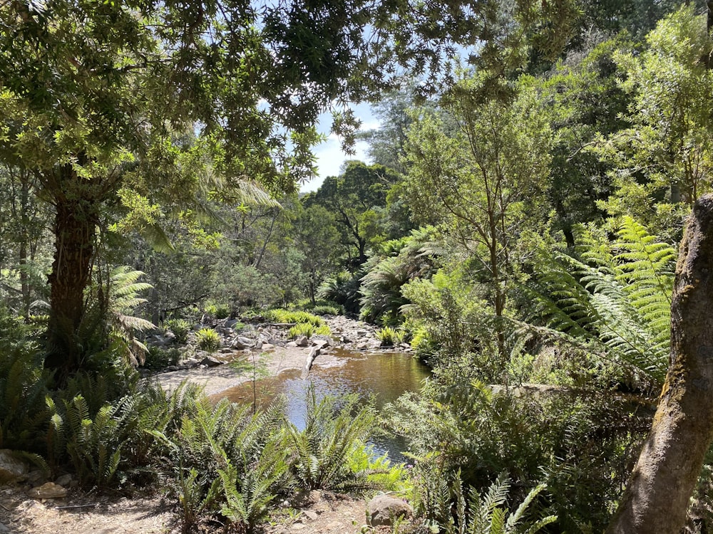 green trees near river during daytime