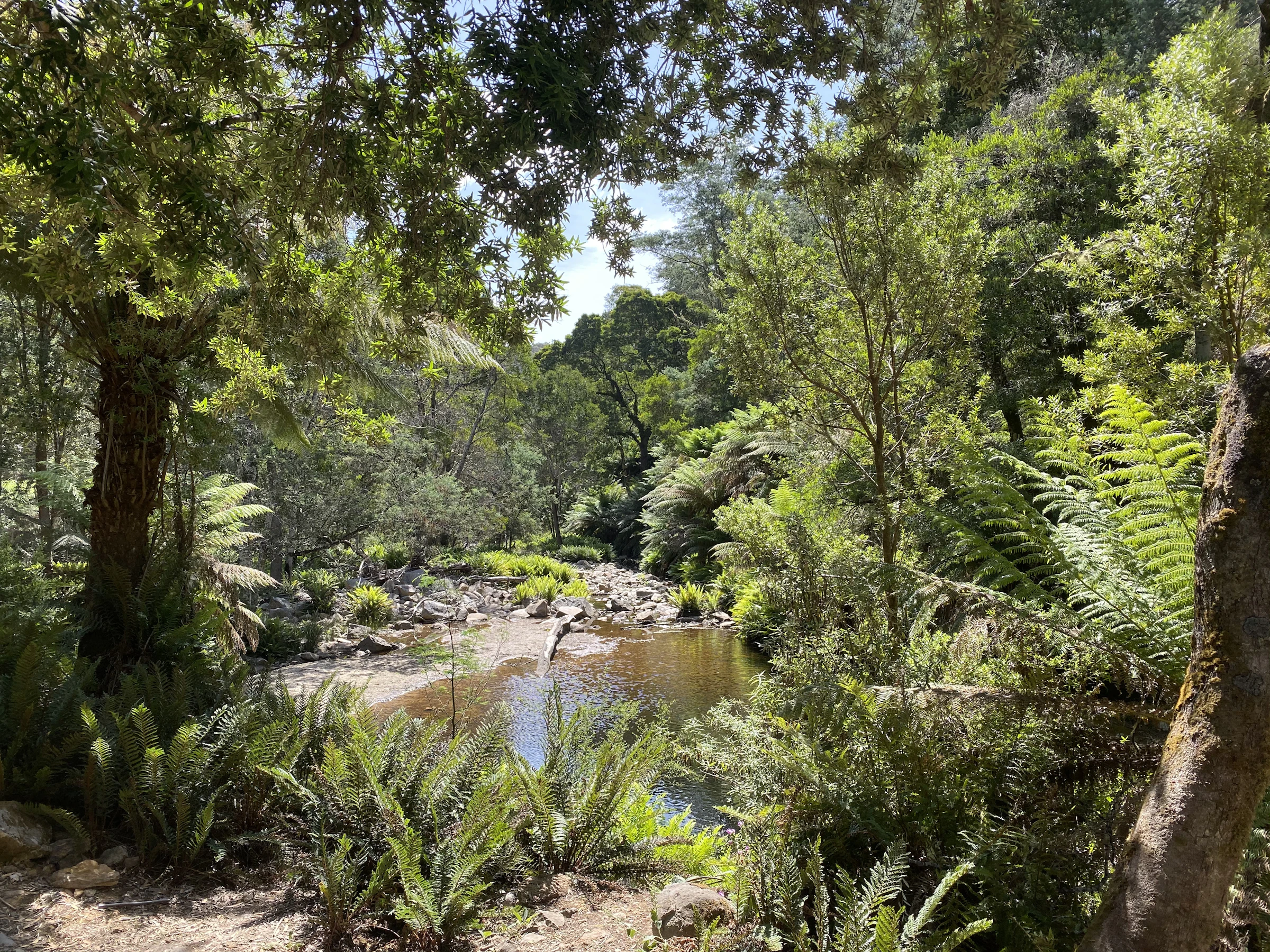 Shaded creek winding through dense fern-lined forest
