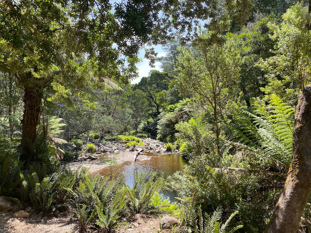 Forest photo spot Derby TAS Scottsdale TAS