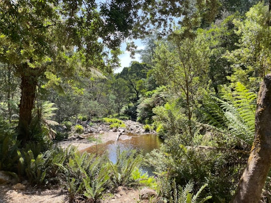 green trees near river during daytime in Derby TAS Australia