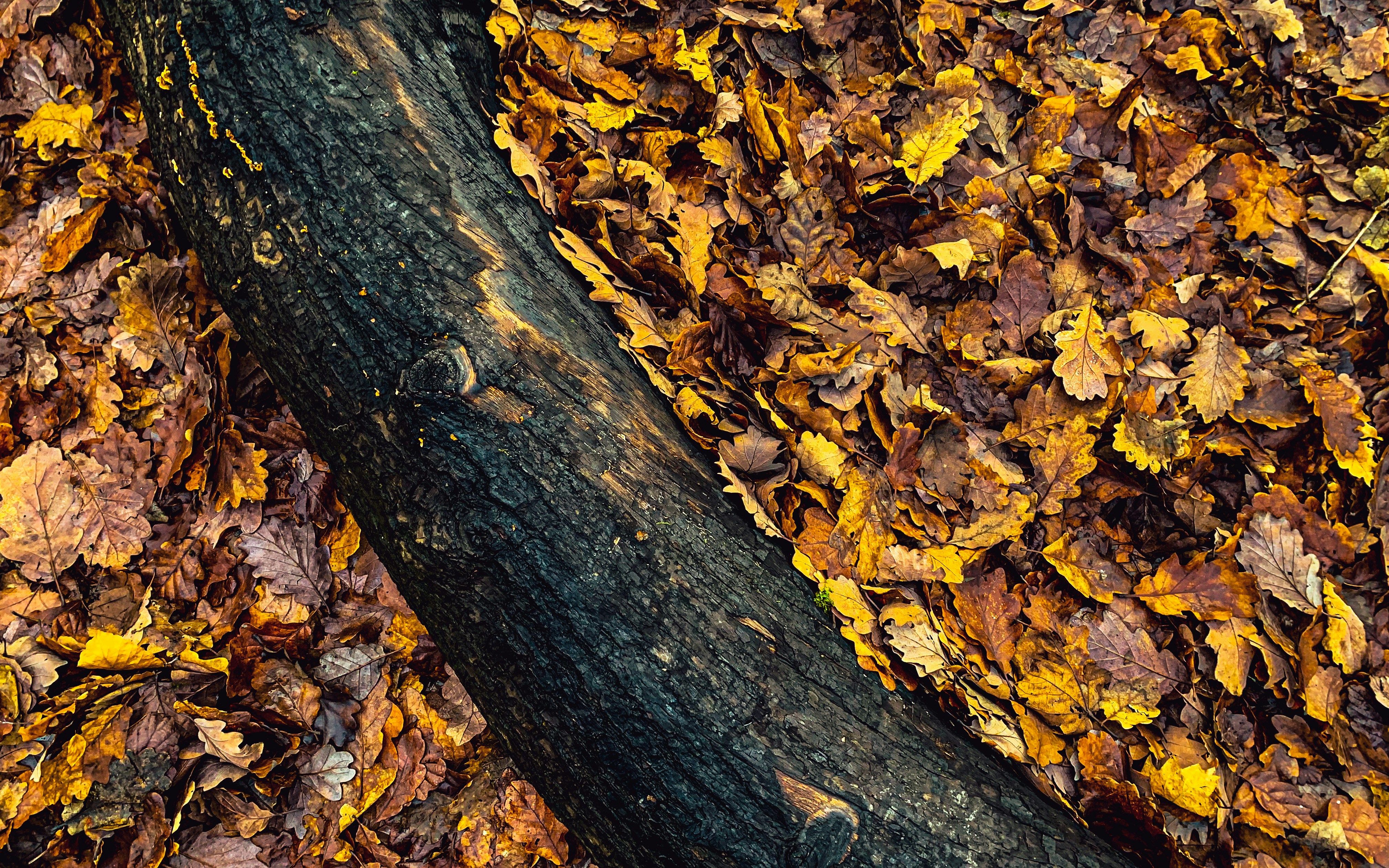 Photo by shanerounce