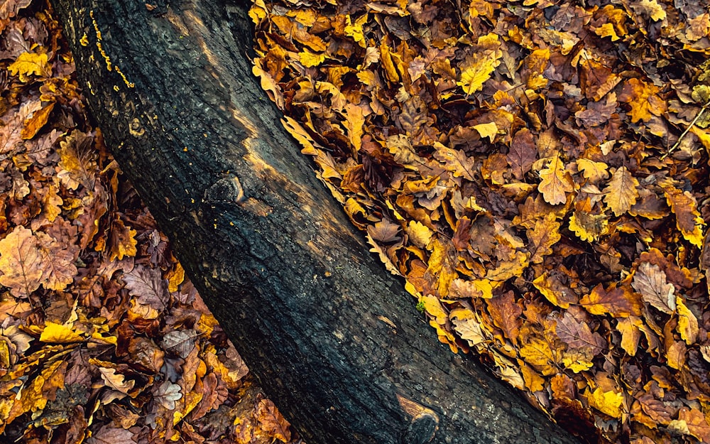 a close up of a tree trunk surrounded by leaves