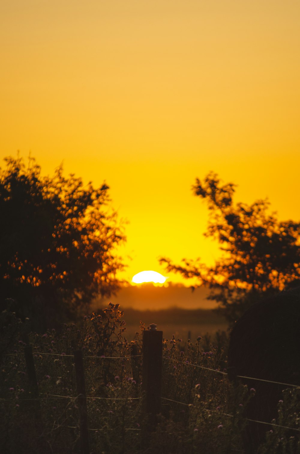 Silueta de árboles durante la puesta del sol