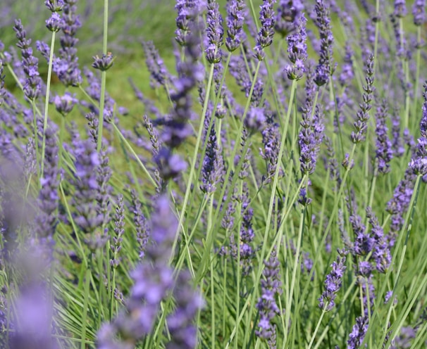 purple flower field during daytime