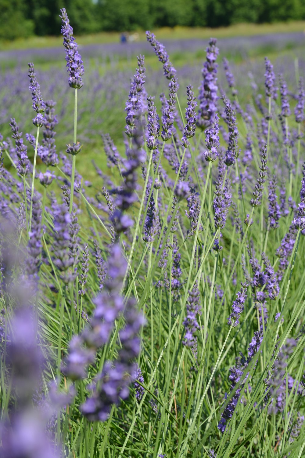 purple flower field during daytime